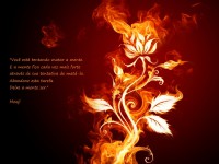 /album/mooji/fire-flower-wallpapers-12946-1920x1440-jpg/
